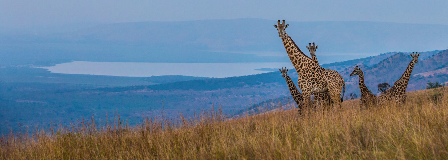 Akagera National Park Tour and Travel Centre